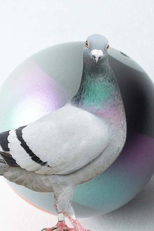 Sweets Kendama Stroh Pigeon Stripe with grey pigeon and iridescent tama design, showcasing unique features and balance.