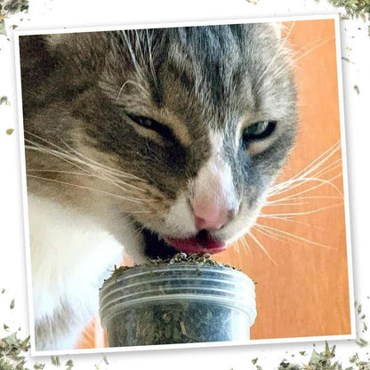 Meowijuana Meowi Waui Catnip