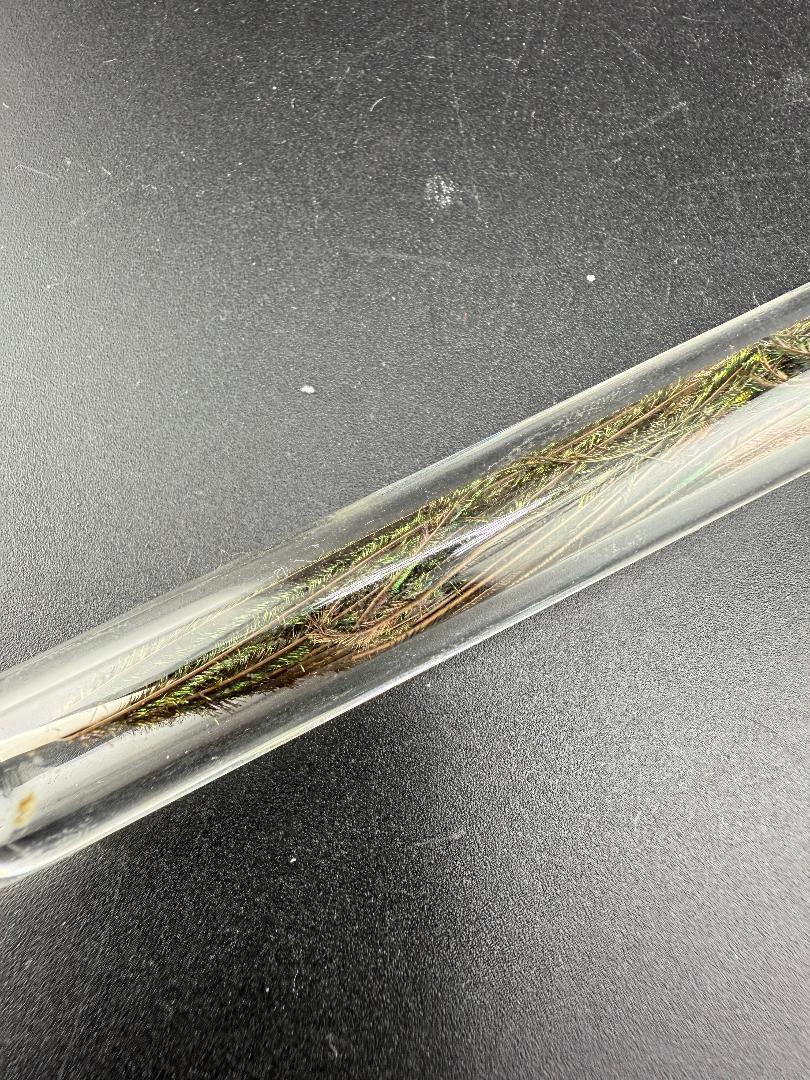 Peacock Feather Glass Dab Tool featuring a clear tube with a real peacock feather inside.